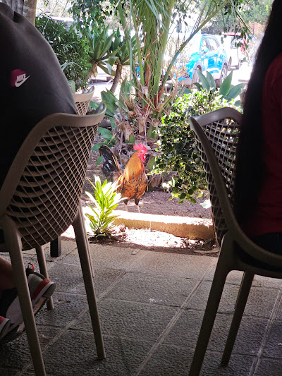 gallo en guachinche como en casa